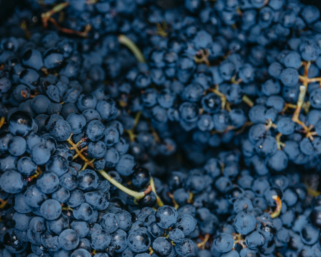 Raisins vendanges vallee du douro
