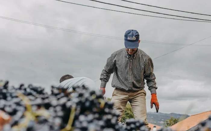 Oenotourisme au Portugal: vendanges au Valleé du Douro