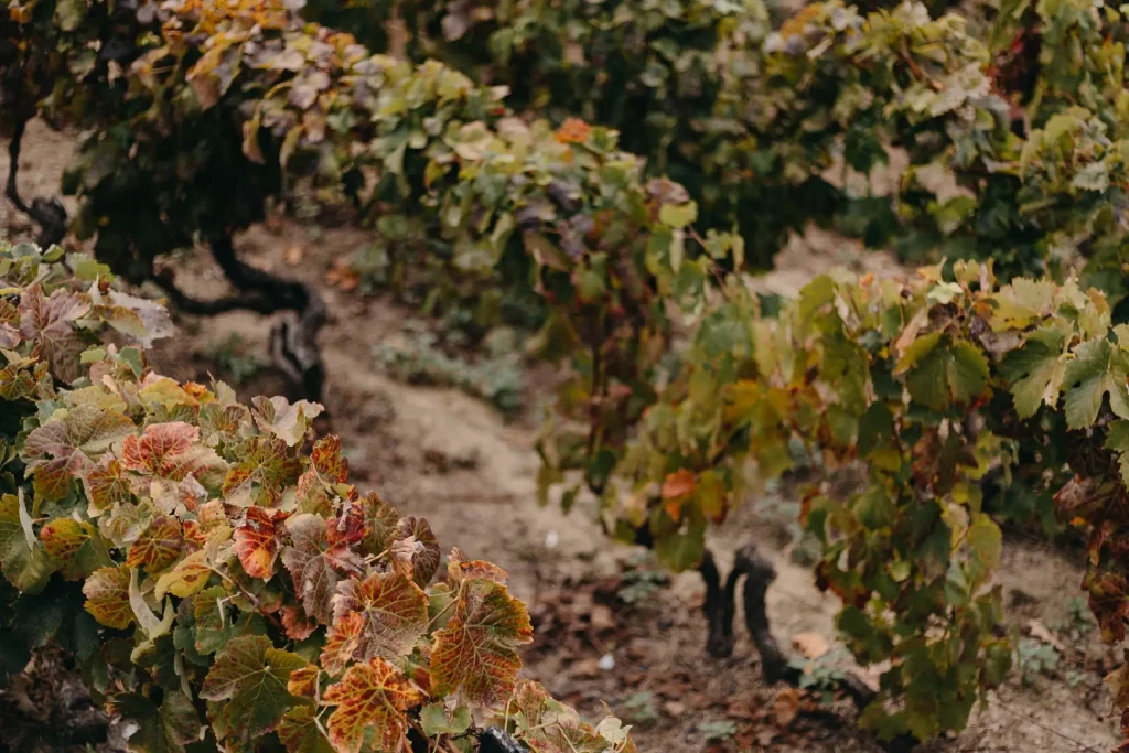 Vignobles au Valleé du Douro - Traditions du Portugal