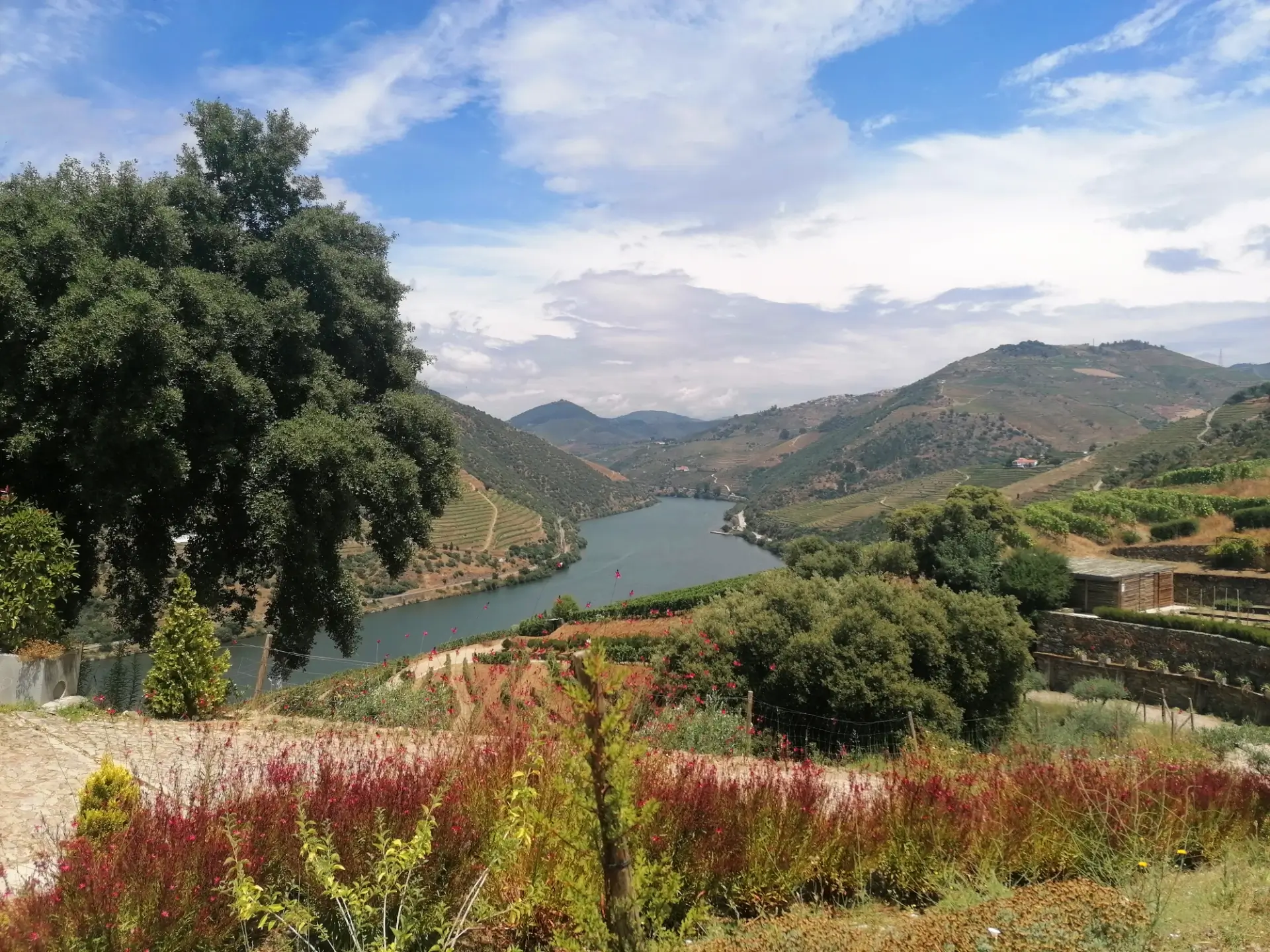 Vue sur les vignes de la Valleé du Douro