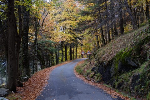Forest Serra da Estrela Natural Park Portugal