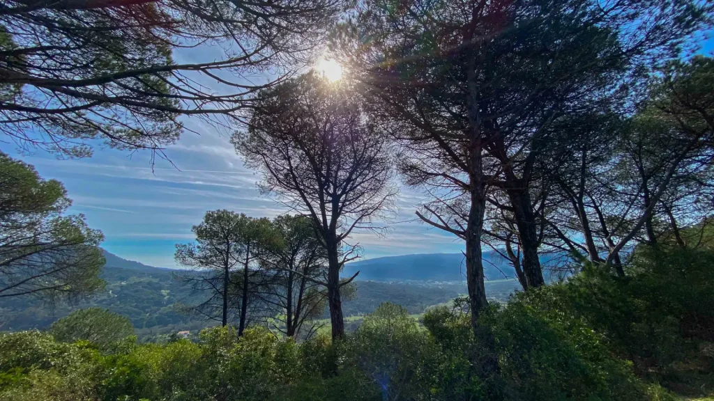 Pinheiros no Parque Natural da Serra da Arrábida
