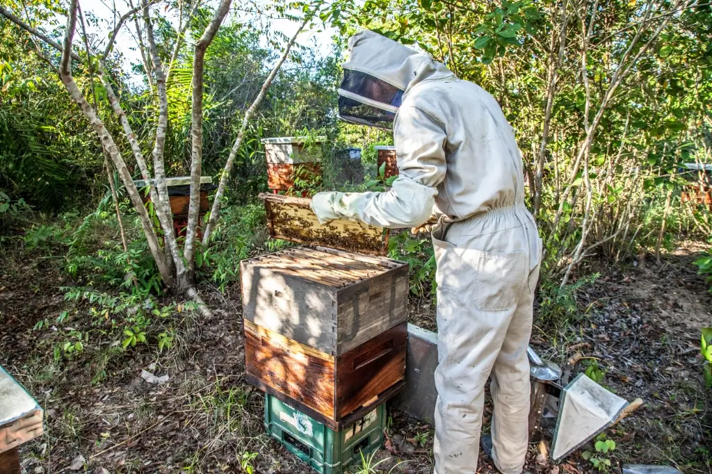Apicultor a tratar das suas abelhas enquanto verifica uma colmeia - Rota do Mel e do Vinho Verde