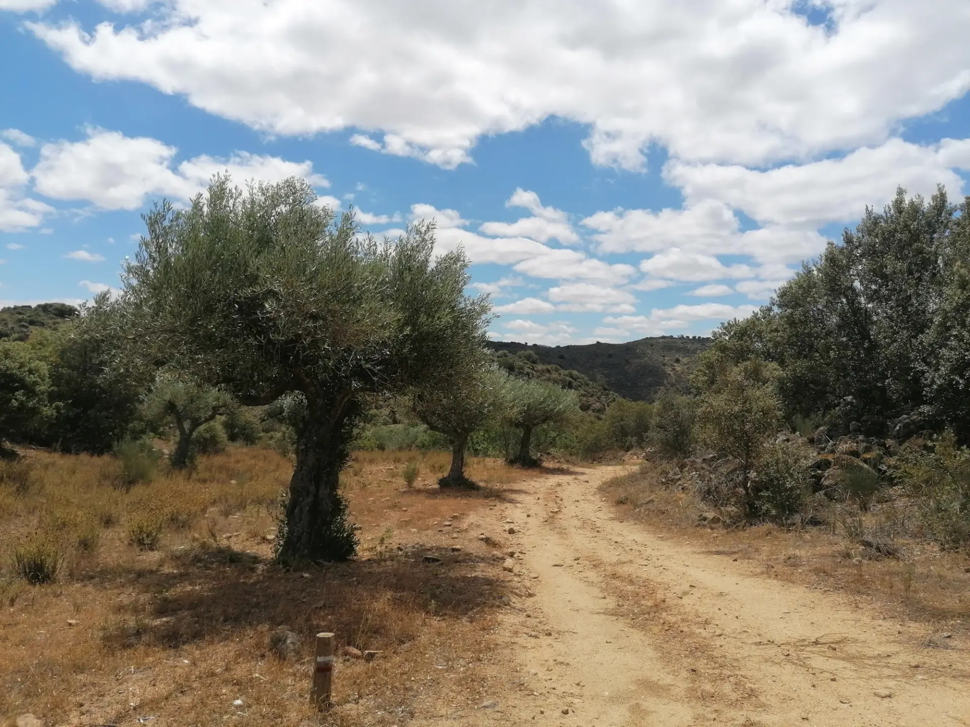 Caminho e Oliveira no Vale do Afonsinho - Norte de Portugal