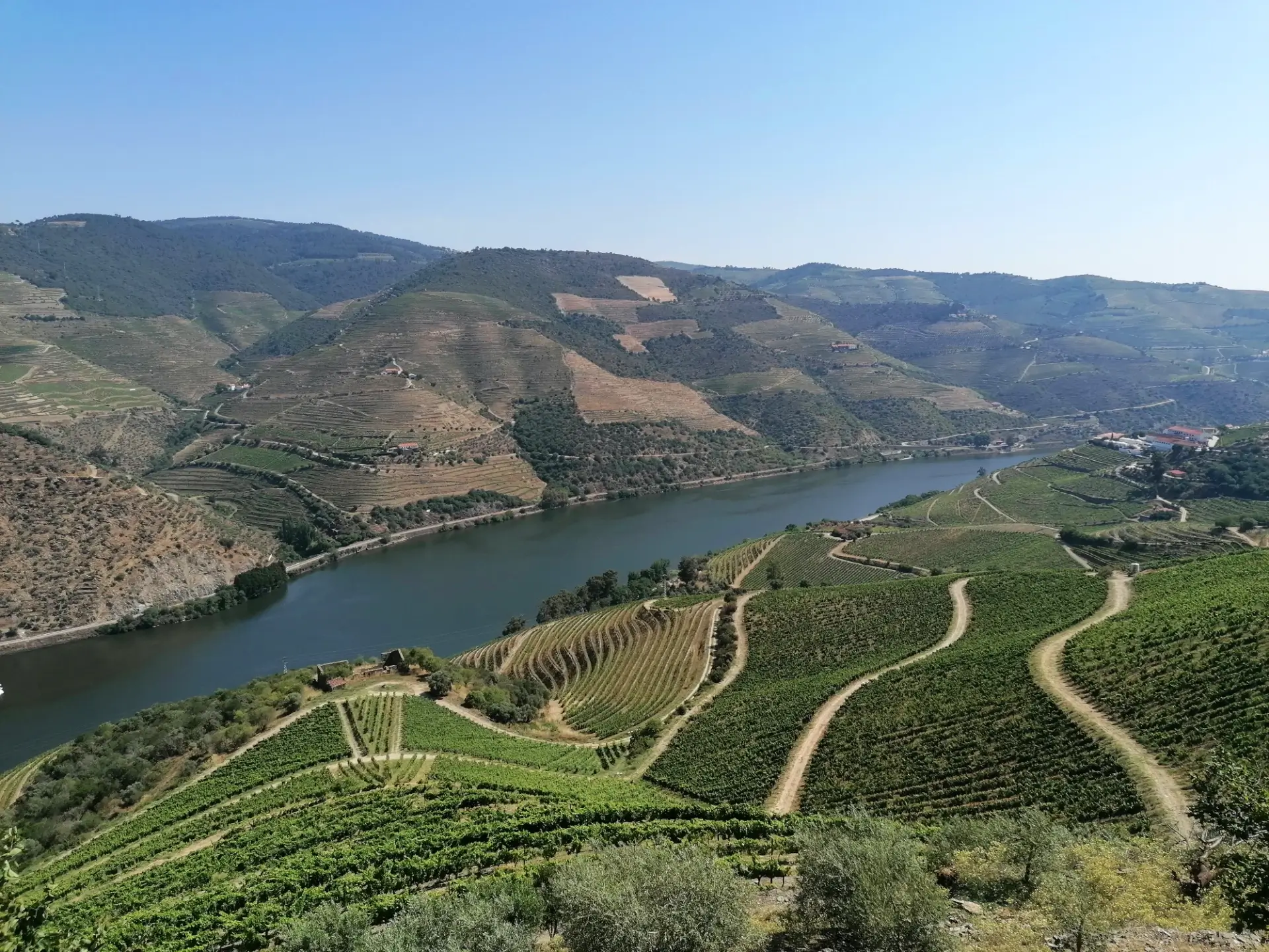 Vineyards Landscape in Douro Valley