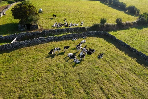 Les nombreux pâturages de l’île Graciosa aux Açores